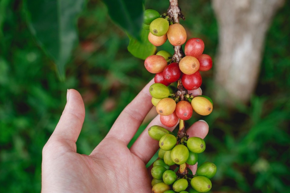 グリーンコーヒーの効果や飲むタイミングとは どこで買えるの Coffeeバリスタ